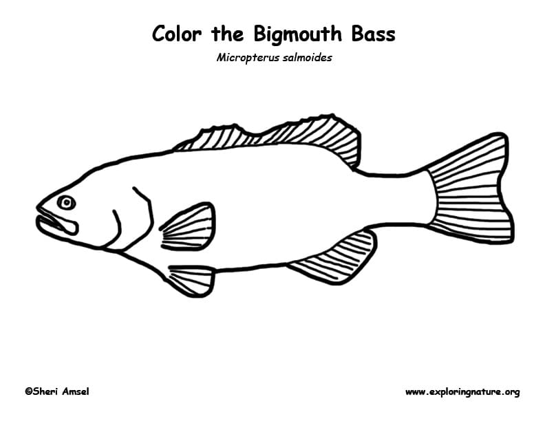 Bass Bigmouth Coloring Page