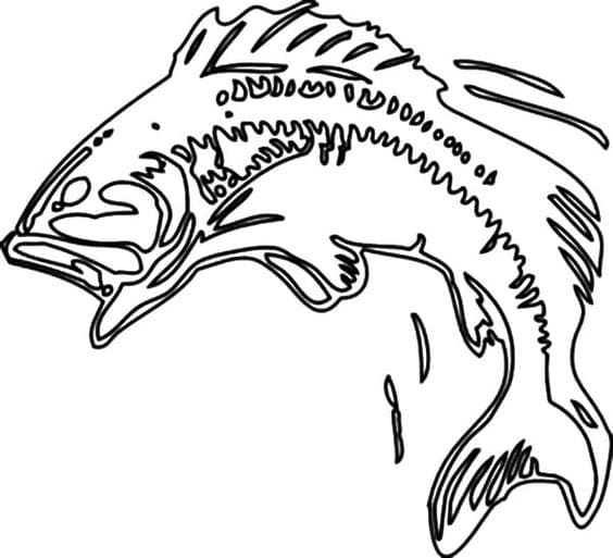 Bass Fish Body Print Image Coloring Page