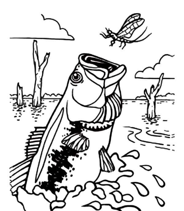 Bass Fish Image For Kids