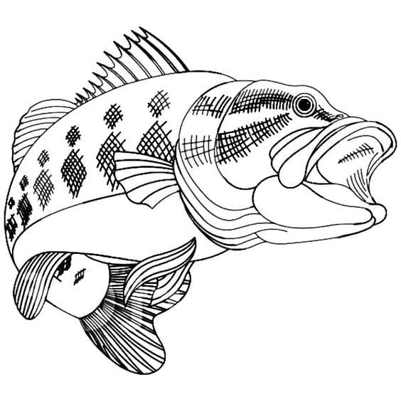 Bass Fish Picture For Kids Coloring Page