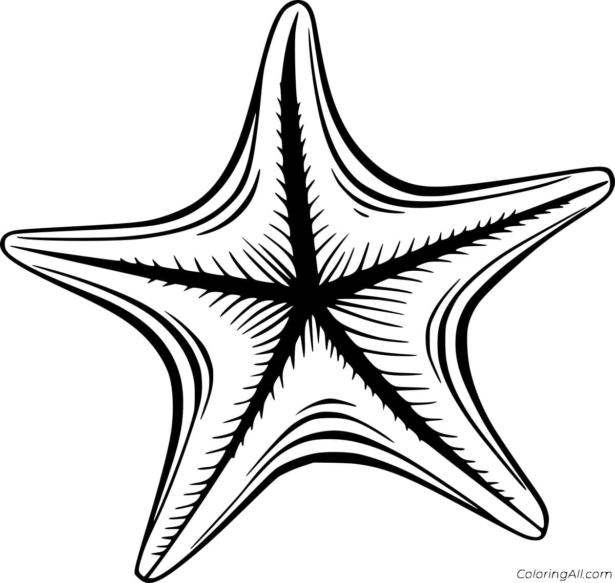 Beautiful Starfish Image Coloring Page