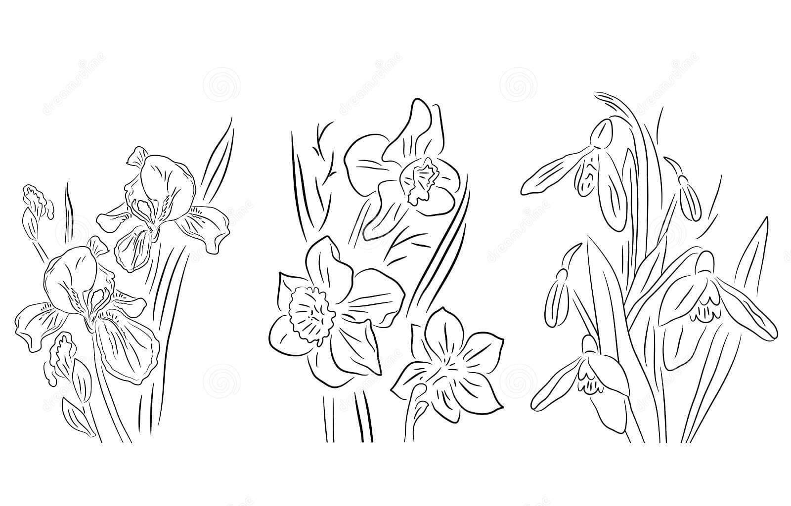 Black And White Flowers Image Coloring Page