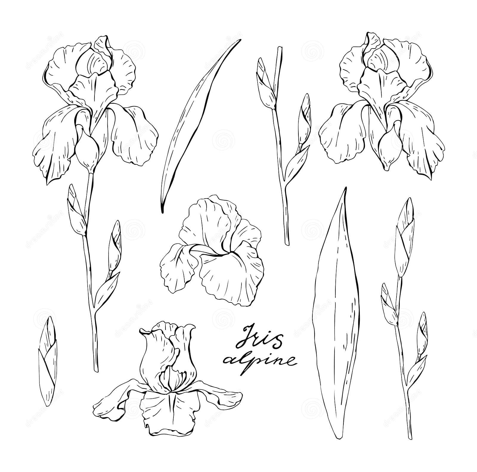 Black And White Iris Coloring Page