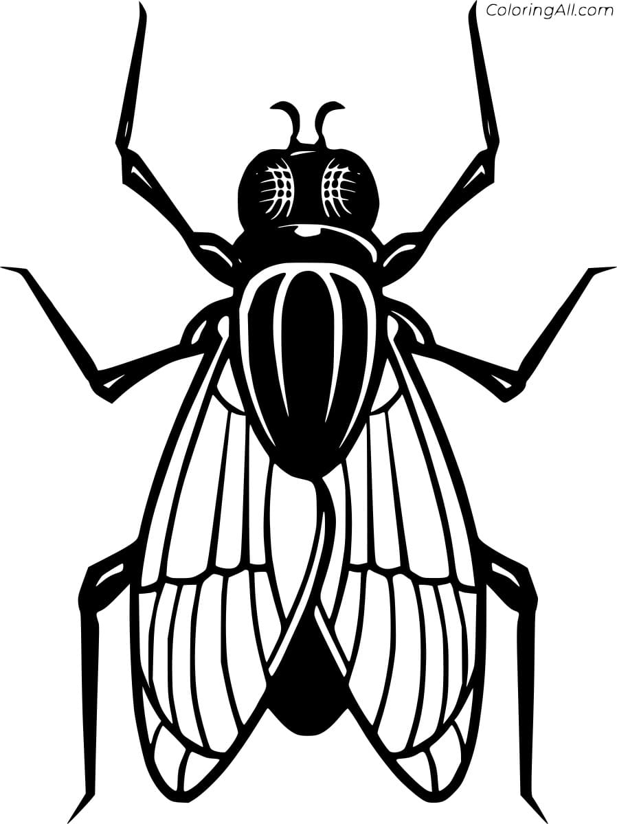 Black Fly Coloring Page