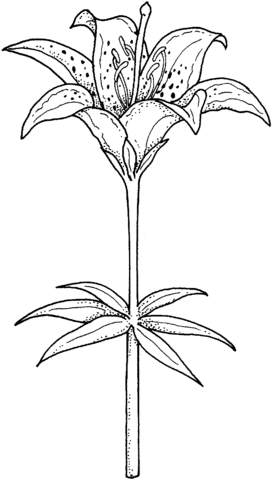 Blooming Lily Free Printable Coloring Page