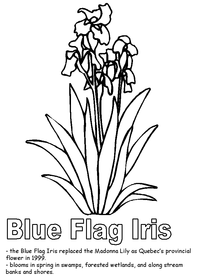 Blue Iris Beautiful Image Coloring Page