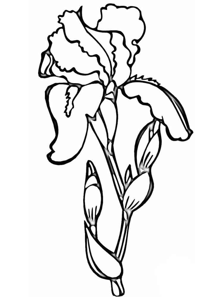 Blue Iris Download For Children Coloring Page