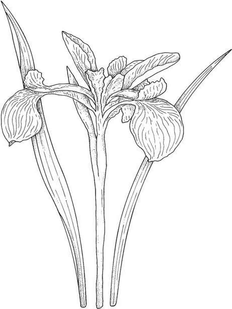 Blue Iris Download Coloring Page