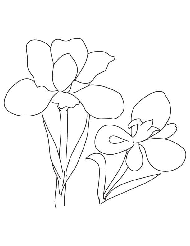 Blue Iris For Kids Coloring Page