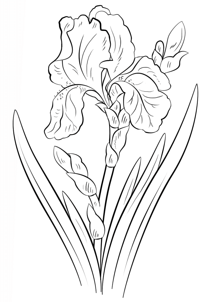 Blue Iris Picture For Kids Coloring Page