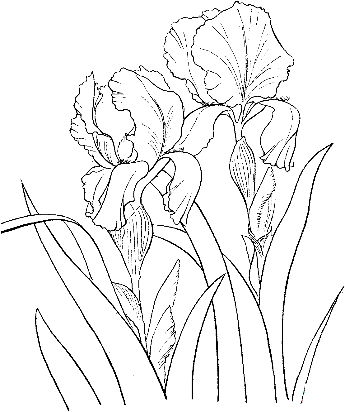 Blue Iris Picture Coloring Page