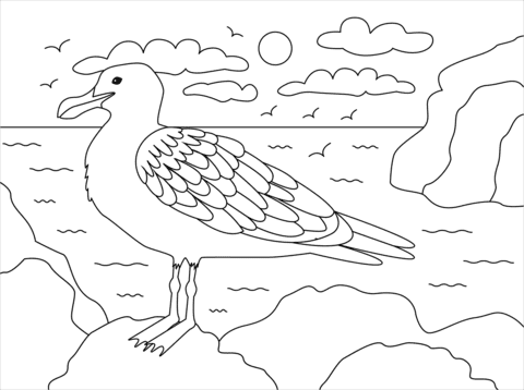 Bonaparte’s Gull Imgae Coloring Page