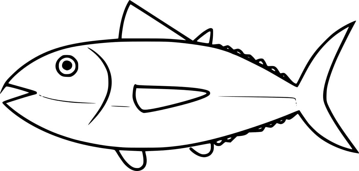 Bonito Tuna
