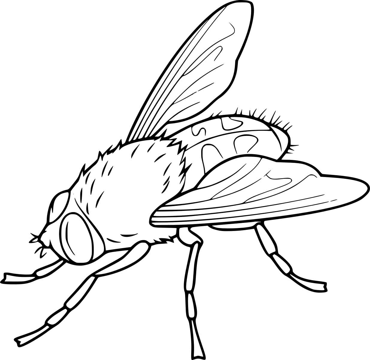 Bot Fly Coloring Page