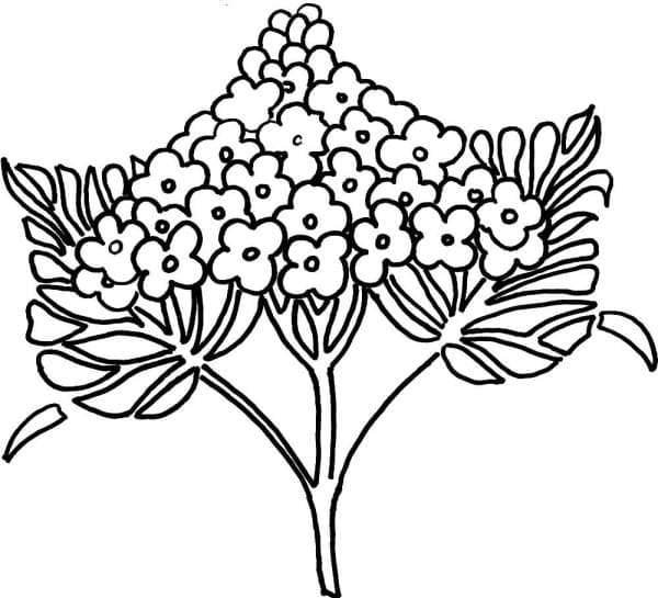 Bouquet of Lilacs Painting Coloring Page