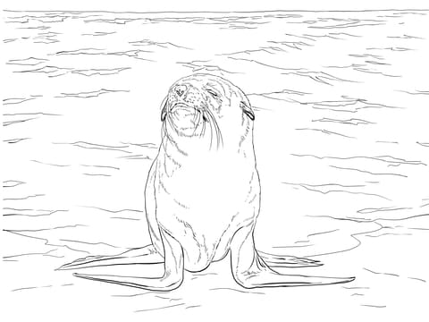 Brown Fur Seal Coloring Page