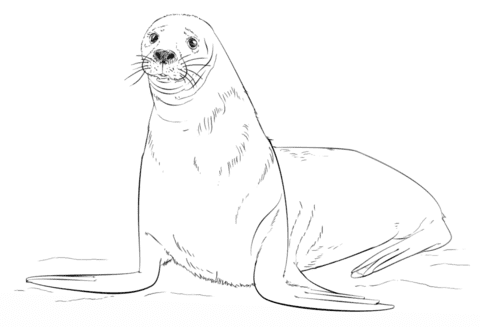 Brown Fur Seal Coloring Page