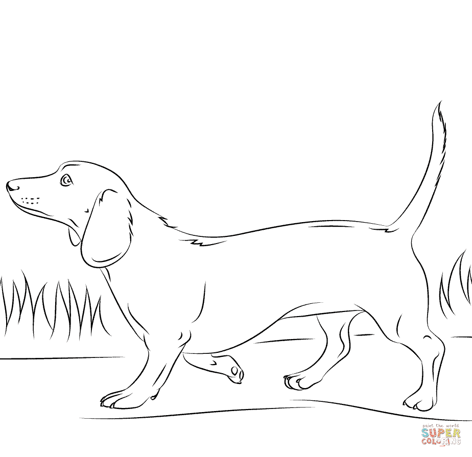 Buddy Dachshund Dog Free Printable Coloring Page