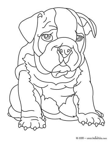 Bulldog Pretty For Kids Coloring Page