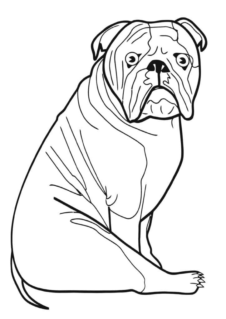 Bulldog Sitting Image For Kids Coloring Page