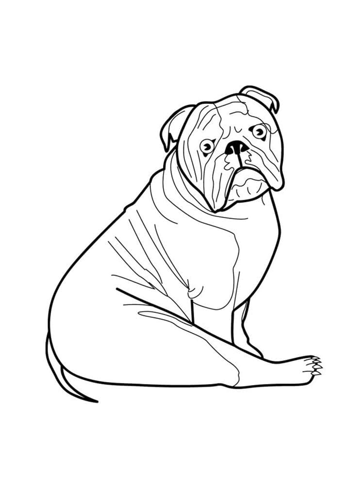 Bulldog Sitting Picture Coloring Page