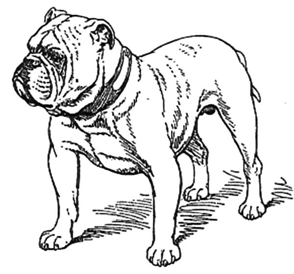 Bulldog Sweet Image Coloring Page
