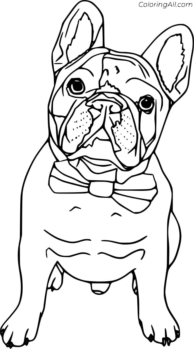 Bulldog With A Bowknot Coloring Page