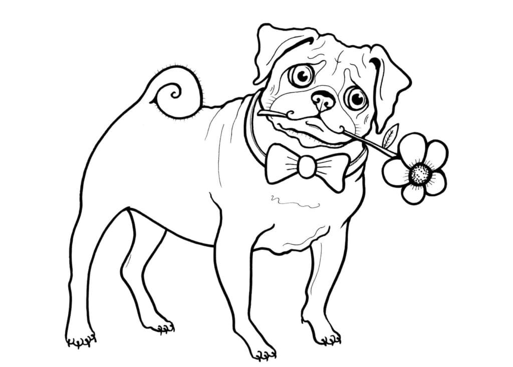 Bulldog With A Flower Coloring Page