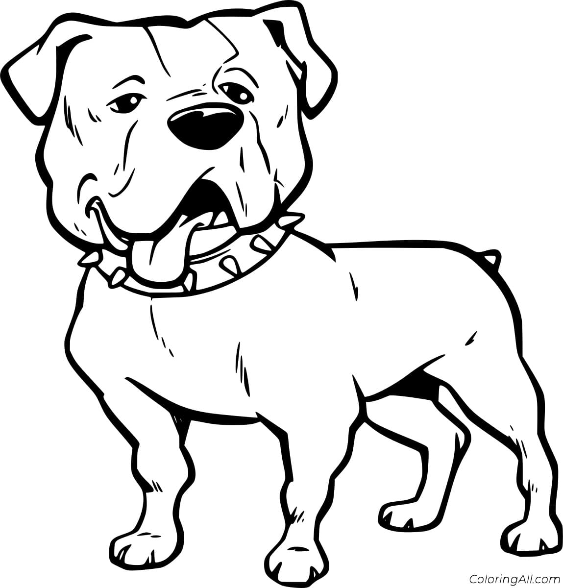 Bulldog With Collar Coloring Page
