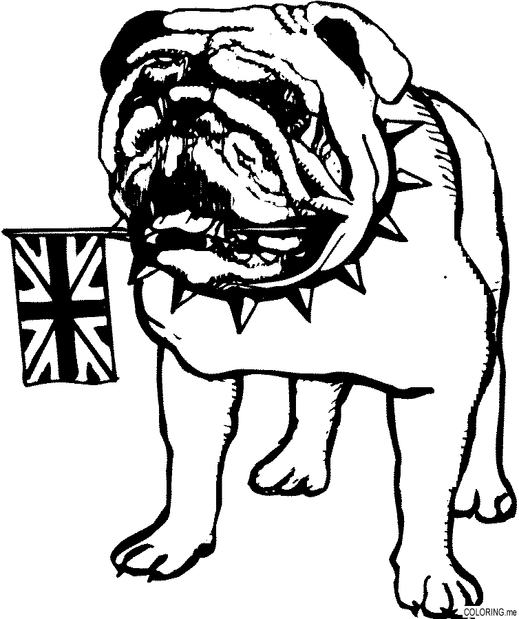 Bulldog With Flag Coloring Page
