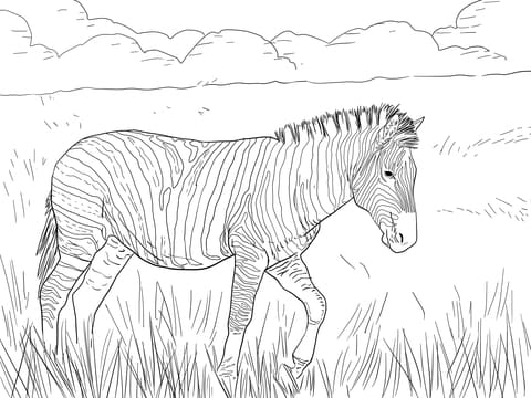 Burchell’s Plain Zebra Free Printable Coloring Page