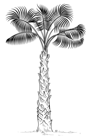 Cabbage Palm Tree Coloring Page