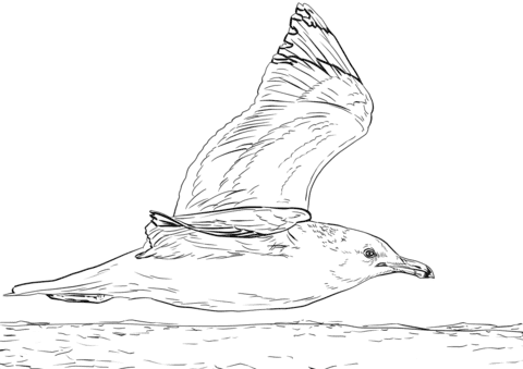 California Gull in Flight Coloring Page