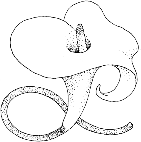 Calla Lily Blossom Free Printable Coloring Page