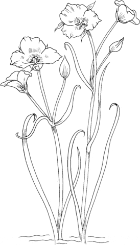 Calochortus nuttallii or Sego lily Free Printable