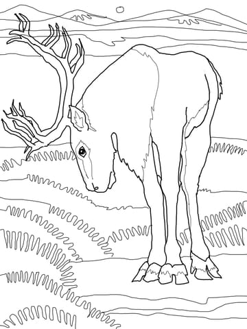 Caribou Deer Drawning Coloring Page