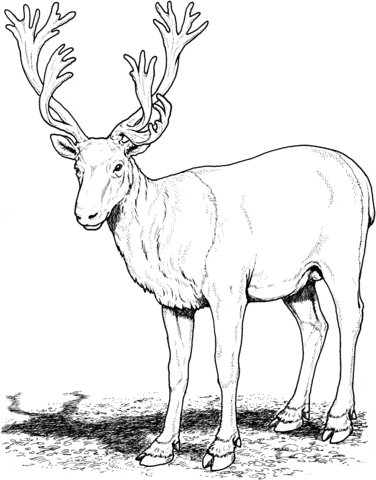 Caribou Deer Painting Free Coloring Page