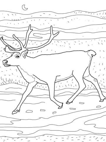 Caribou Image To Print Coloring Page