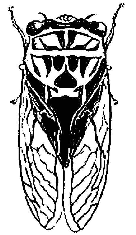 Cartoon Cicada Sweet Image