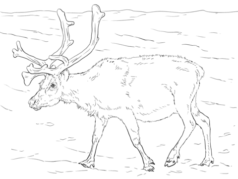Cartoon Reindeer Picture Free Coloring Page