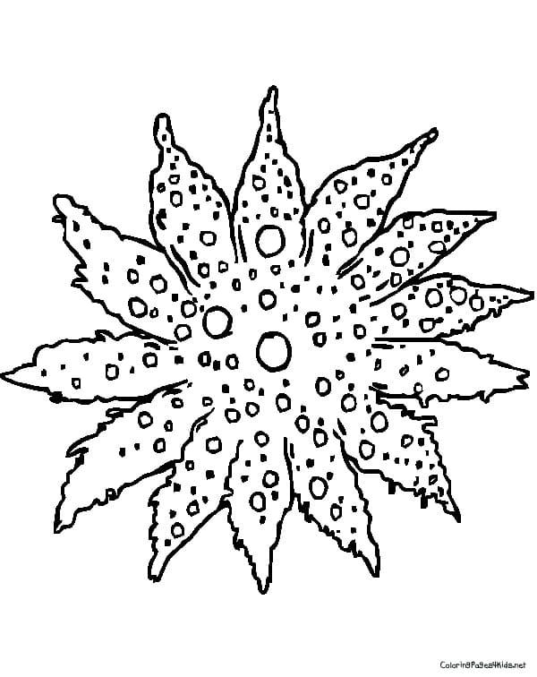 Cartoon Sea Star Picture Coloring Page