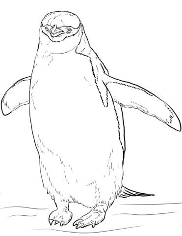 Chinstrap Penguin Picture Coloring Page