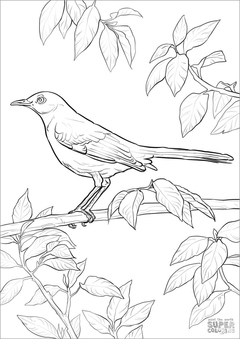 Chirping Mockingbird Amazing For Children Coloring Page