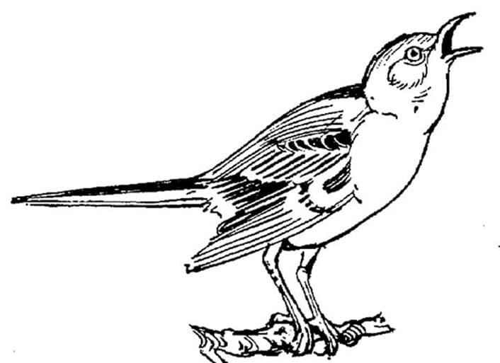 Chirping Mockingbird
