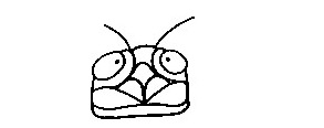 Cicada-Drawing-2