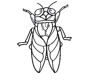 Cicada-Drawing-6