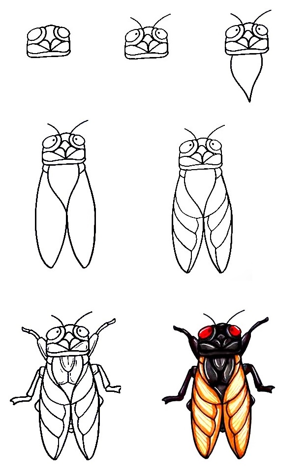 7 Simple Steps To Create A Cute Cicada Drawing - How To Draw A Cicada