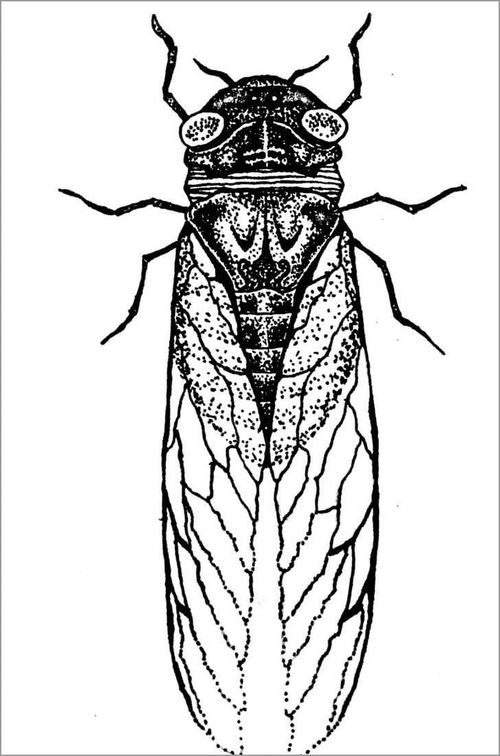 Cicada For Kids