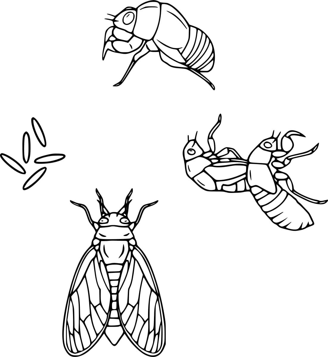 Cicada Live Cycle