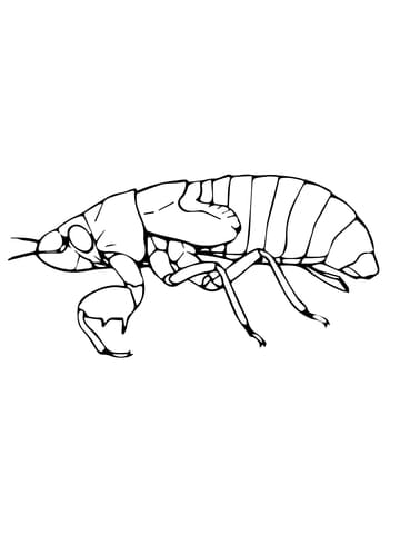 Cicada Nymph Image